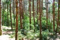 Dense green forest Royalty Free Stock Photo