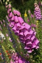 Digitalis Garden