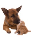 Dog and cat