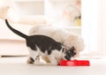 Dog And Cat Eating Food From A...