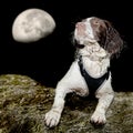Dog At Night