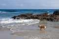The Dogs Also Have Holidays