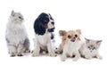 Dogs And Cats