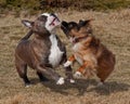 Dogs fighting on the field