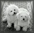 Dogs At Home