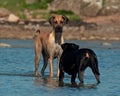 Dogs meet on the beach