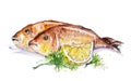 Dorado fish fried on the grill with lemon and parsley isolated handmade watercolor painting illustration on a white paper art Stock Image