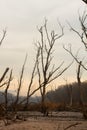 Dried Dead Tree In Nature