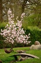 Ducks on a meadow near a magnolia tree and a beck