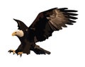 Eagle landing vector illustration of the isolated on white Royalty Free Stock Photo