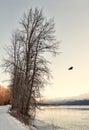 Eagles And Trees