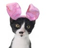 Easter Bunny Kitten