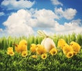 Easter Chicks In The Grass