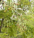 Easter Eggs On Tree