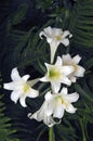 Easter Lily