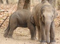 Elephant cubs at play Royalty Free Stock Photos