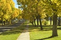 Elm Trees In Autumn 1