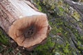 End Cut Log laying on bark