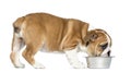 English Bulldog Puppy eating from a metallic dog bowl