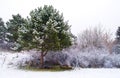 Evergreen Pine Trees