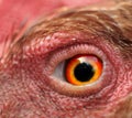 Eye