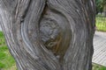 Eye