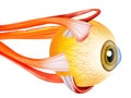 Eye Structure