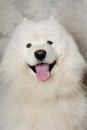 Face Of Happy Samoyed Dog