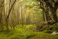 Fairy Forest