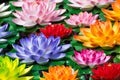 Fake Lotus Flowers