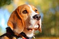 Fall beagle dog