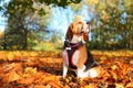 Fall beagle dog