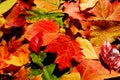 Fall Color