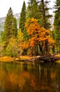 Fall Colors Of Yosemite