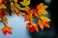 Fall Season Colors