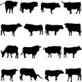 Farm Animal Cattle