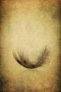 Feather On Antique Grunge Text...