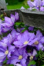 Fence With Purple Flowers