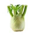 Fennel