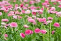 Field of bellis with selective focus