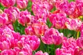 Field of pink parrot tulips with variety Diana Ross