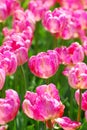 Field of pink parrot tulips with variety Diana Ross