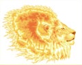 Fiery Mane Of Lion