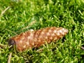 Fir Cone On Moss In Nature