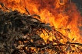 Fire, Force Of Nature