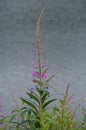 Fireweed (Epilobium angust)