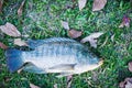 Fish On Grass