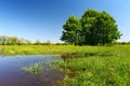 Flood On Meadow With Trees And...