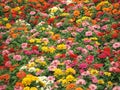 Flower-Garden Bed