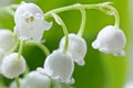 Flower lily-of-the-valley  macro